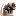 جرذي