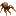 عنكبوت