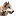 ذئب
